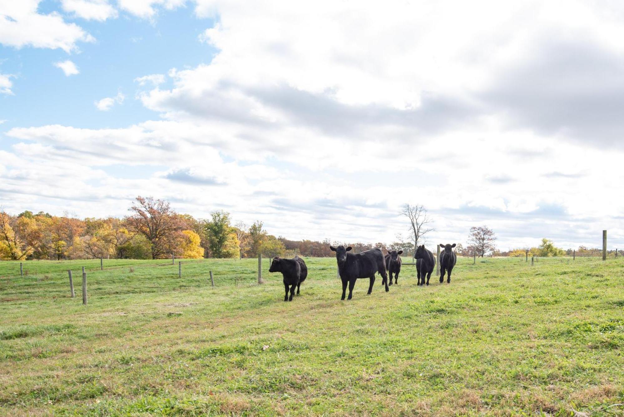 Cozy Cow With Pool! Villa Gettysburg Exterior photo